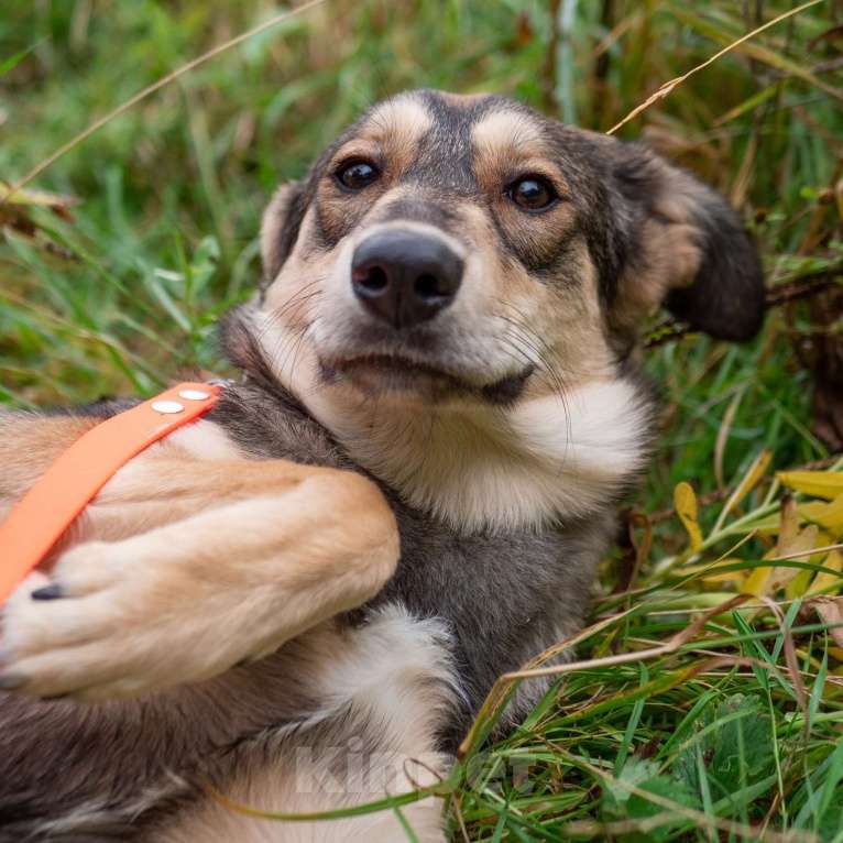 Собаки в Москве: Бьюти Девочка, Бесплатно - фото 3