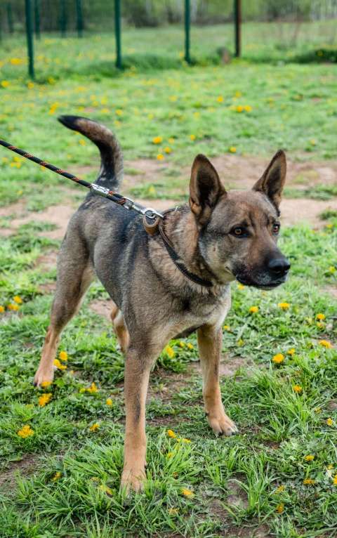 Собаки в Москве: Кому 30 кг счастья по имени Марсик Мальчик, 1 руб. - фото 4