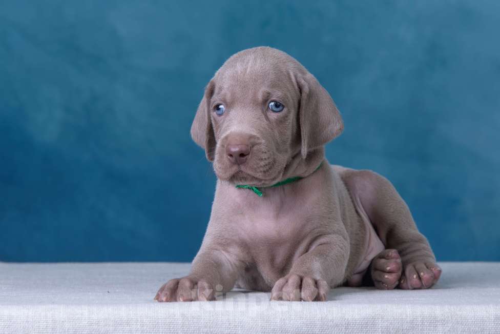Собаки в Видном: Щенки Веймаранера  Мальчик, 100 000 руб. - фото 4
