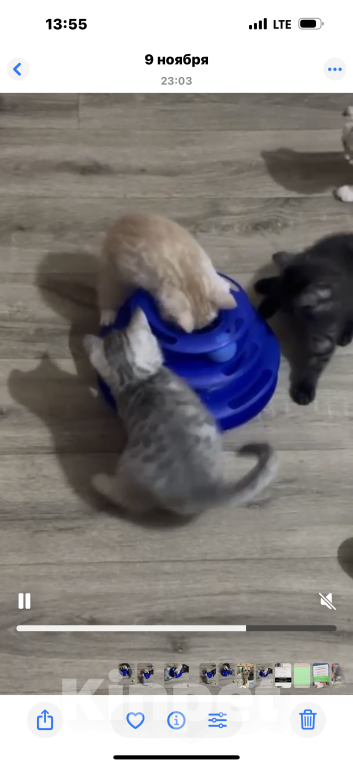 Кошки в Балашихе: Котёнок Гаврик Мальчик, Бесплатно - фото 5