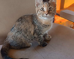 Кошки в Шатуре: Кошечка в добрые руки Девочка, Бесплатно - фото 2