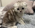 Кошки в Барнауле: Шотландские вислоухие котята Мальчик, 15 000 руб. - фото 1