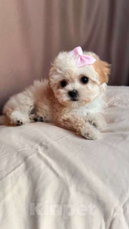 Собаки в Санкт-Петербурге: Микро девочка Девочка, 125 000 руб. - фото 4