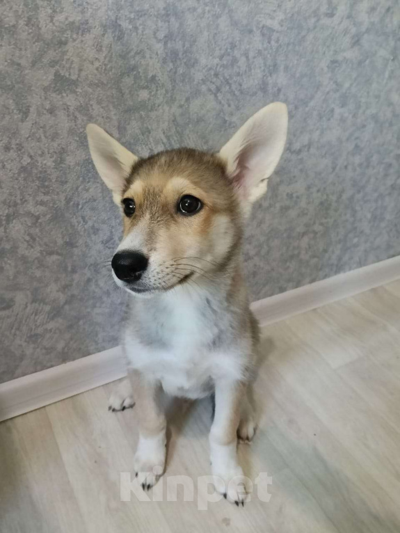 Собаки в Москве: Метис Лайки в добрые руки Мальчик, Бесплатно - фото 5