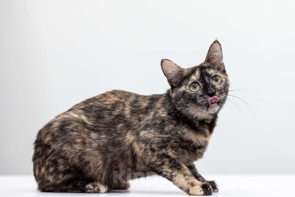 Кошки в Москве: Котенок Тигруля в добрые руки Девочка, Бесплатно - фото 3