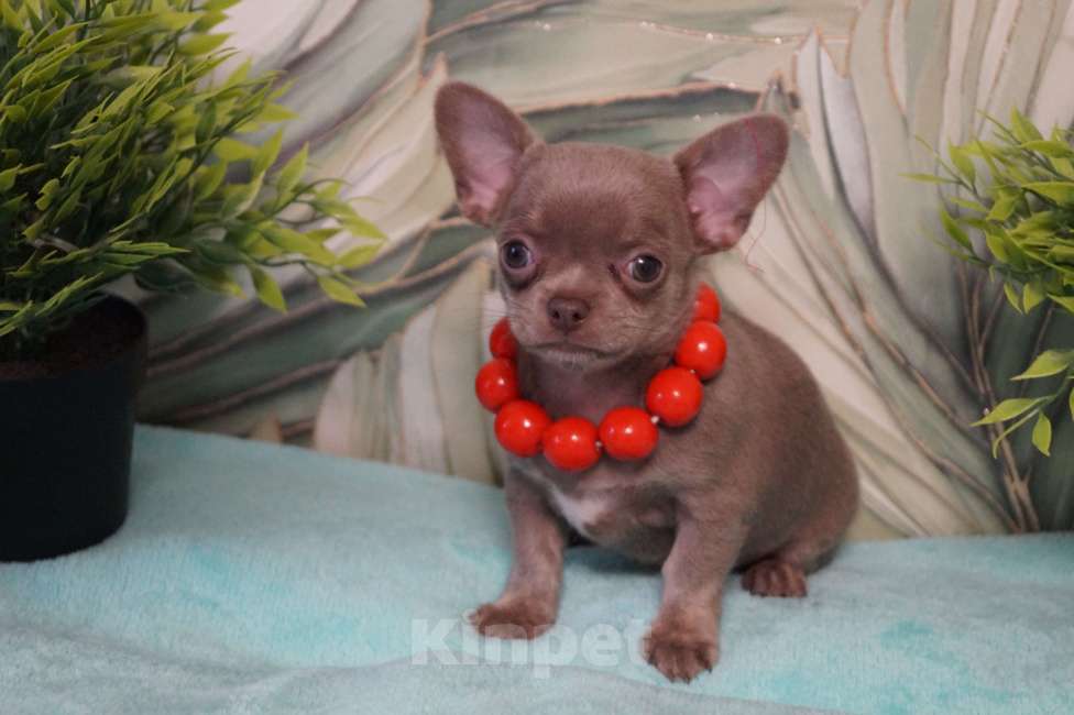 Собаки в Москве: Девочка чихуа Девочка, 35 000 руб. - фото 3