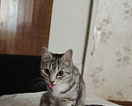Кошки в Подольске: Белочка ищет срочно дом🥺 Девочка, Бесплатно - фото 1