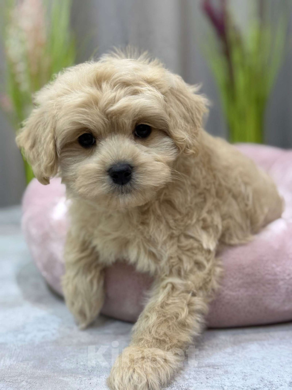 Собаки в Москве: Toby Мальчик, Бесплатно - фото 3