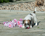 Собаки в Одинцово: Джек рассел терьера щенок Девочка, 40 000 руб. - фото 7