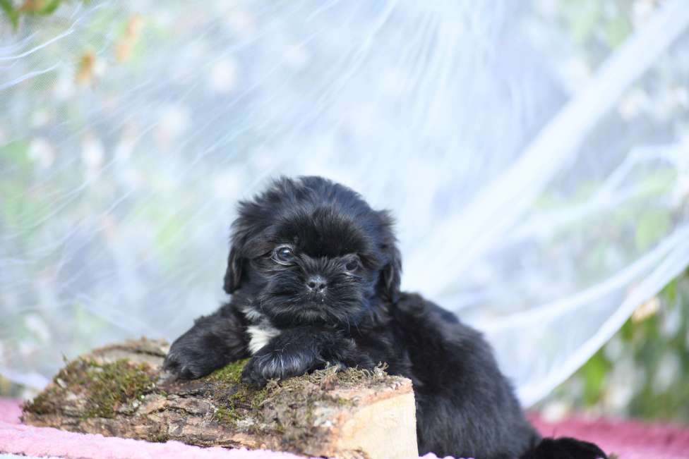 Собаки в Краснодаре: малыши ши - тцу Разнополые, Бесплатно - фото 3