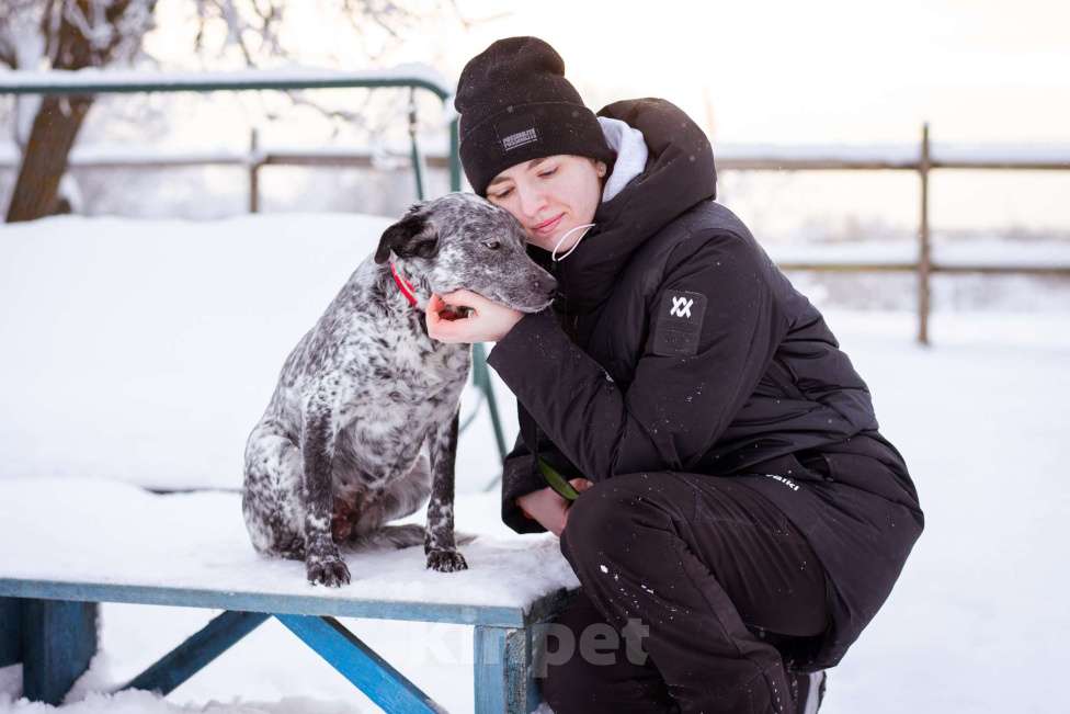 Собаки в Москве: Собака из приюта в добрые руки! Девочка, Бесплатно - фото 8
