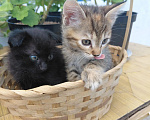 Кошки в Севастополе: Котята Разнополые, Бесплатно - фото 6