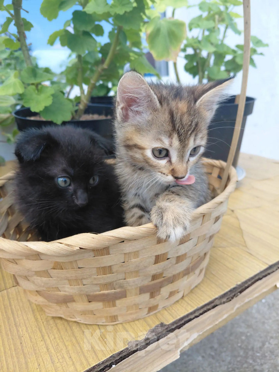 Кошки в Севастополе: Котята Разнополые, Бесплатно - фото 6
