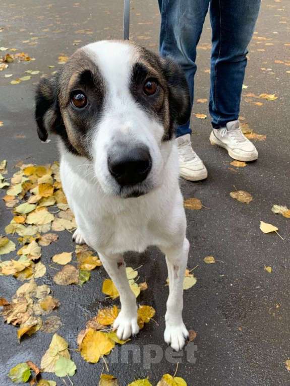 Собаки в Москве: Спокойный и ласковый белый пёс Арчи в дар Мальчик, 1 руб. - фото 9