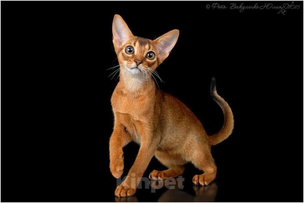 Кошки в Краснодаре: Абиссинский котенок дикого окраса Девочка, 75 000 руб. - фото 1