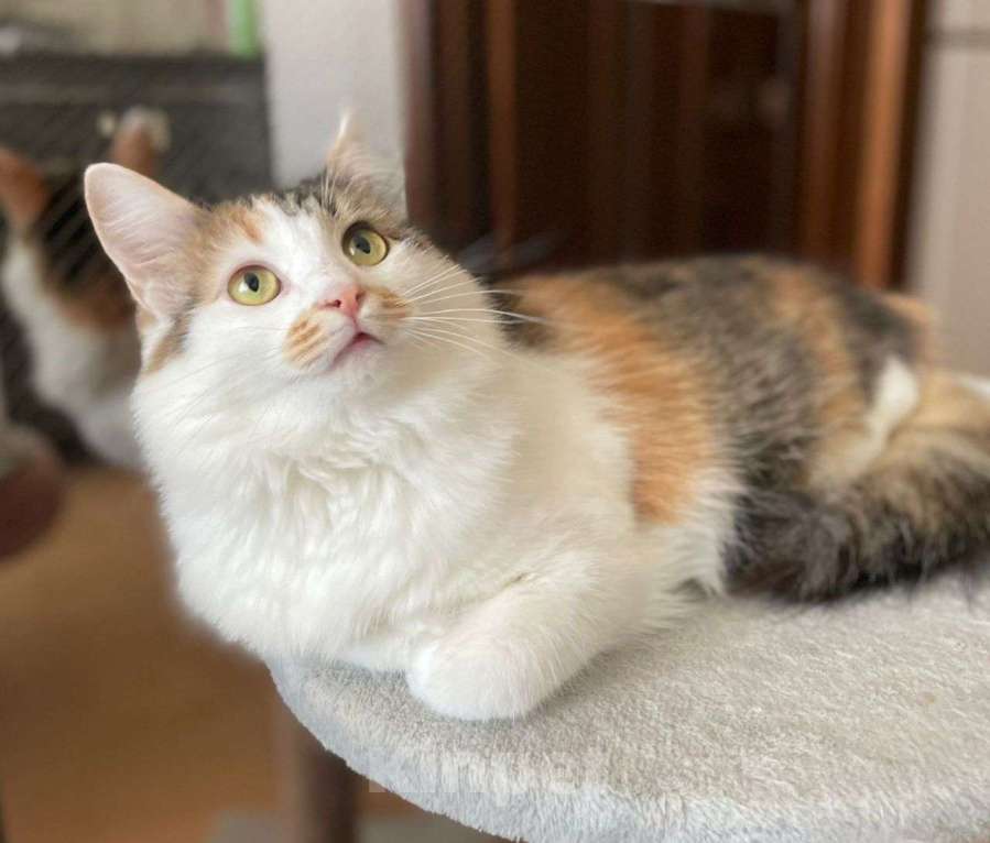 Кошки в Москве: Пушистая трехцветочка Маруся ищет свою семью! Девочка, Бесплатно - фото 2
