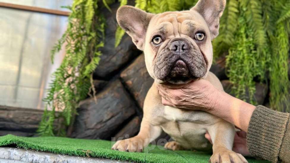 Собаки в Москве: Девочка крупненькая будет 2 годика  Девочка, 6 000 руб. - фото 1