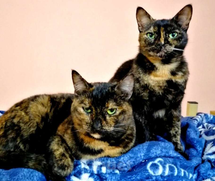 Кошки в Калуге: Конфетки-шоколадки. Трехцветные кошки в добрые руки. Девочка, Бесплатно - фото 2