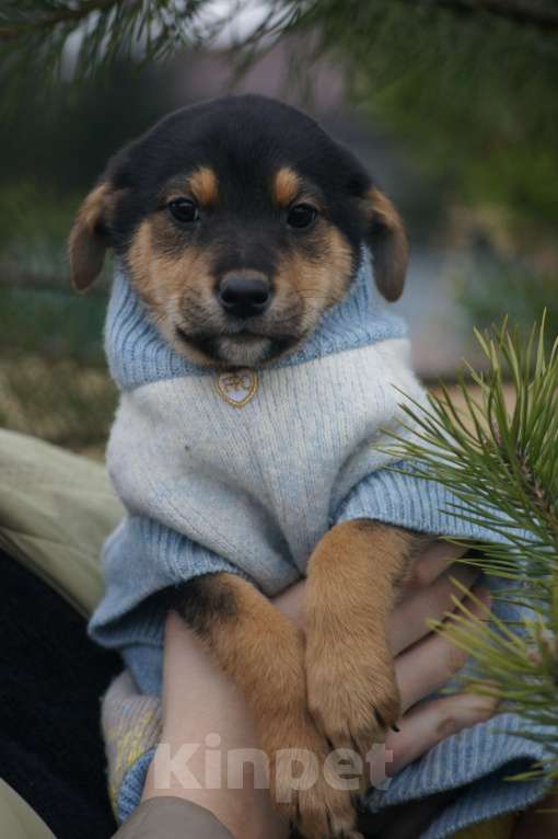 Собаки в Москве: классный щенок девочка ищет срочно дом Девочка, Бесплатно - фото 3