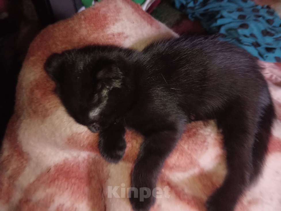Кошки в Санкт-Петербурге: Котенок Шотландский вислоухий Девочка, 5 000 руб. - фото 1