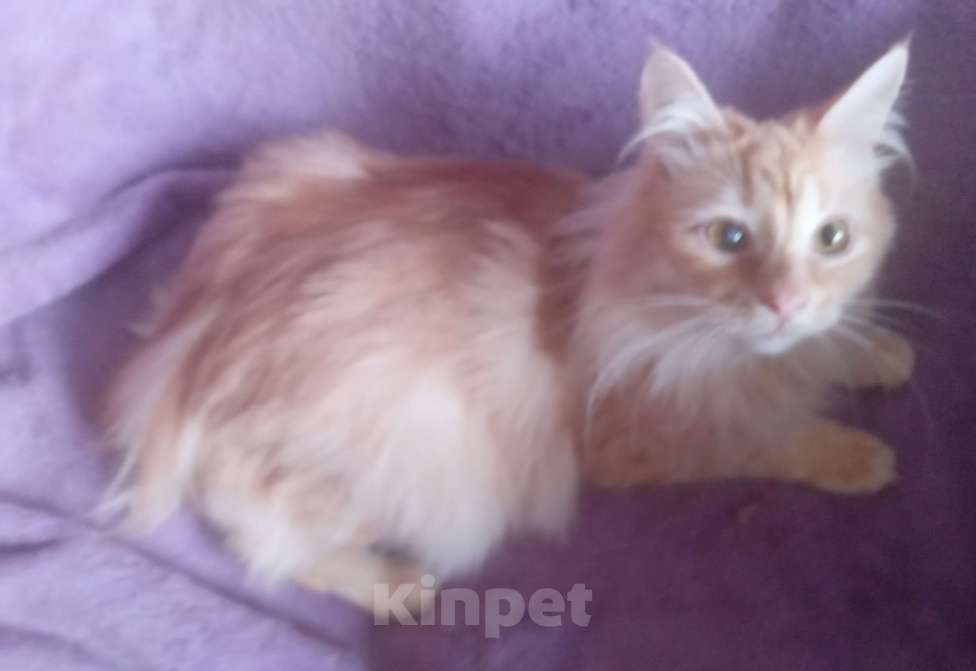 Кошки в Москве: Сибирский котик редкого окраса красное серебро Мальчик, Бесплатно - фото 4