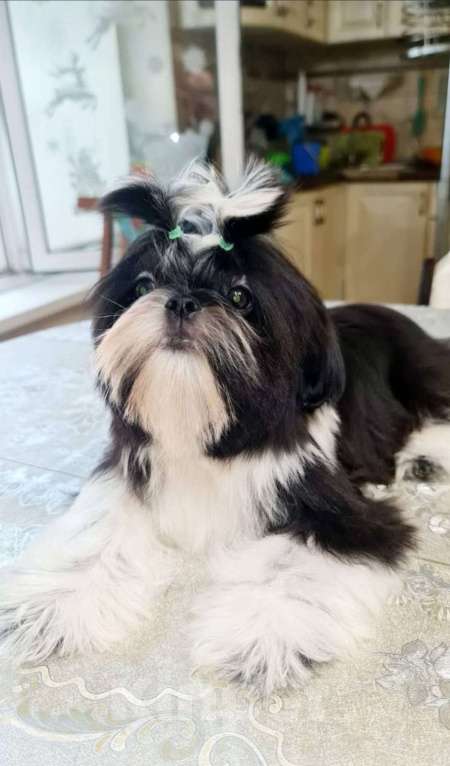 Собаки в Астрахани: Очаровательный мальчишка ши-тцу Мальчик, 50 000 руб. - фото 4