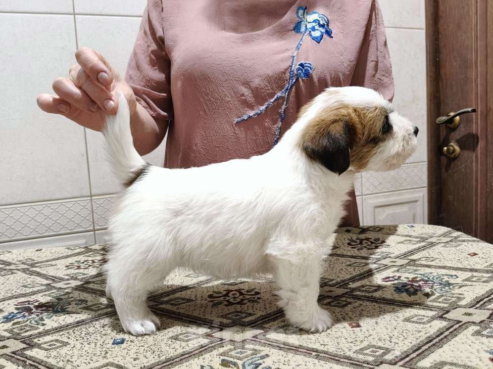 Собаки в Москве: Высокопородные щенки Джек Рассел терьера Мальчик, Бесплатно - фото 2