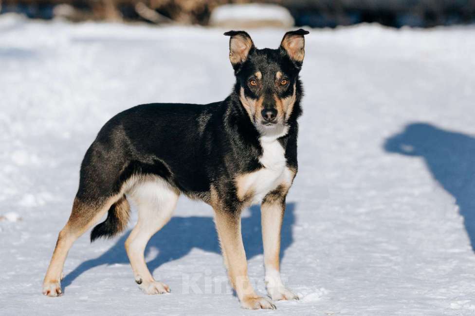 Собаки в Москве: Познакомьтесь с очаровательной Эн-ю!  Девочка, Бесплатно - фото 7