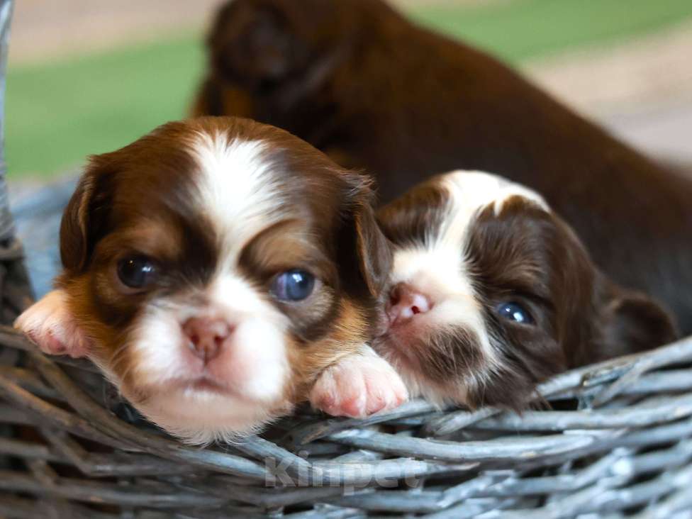 Собаки в Ростове-на-Дону: Шоколадное и рыжее счастье  Мальчик, 35 000 руб. - фото 2