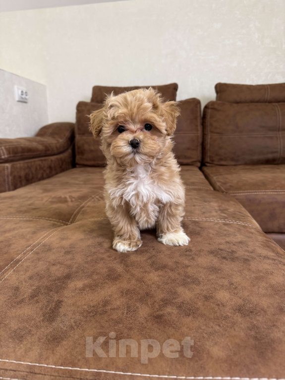 Собаки в Москве: Щенок мальтипу ф1 мини мальчик Мальчик, 110 000 руб. - фото 2