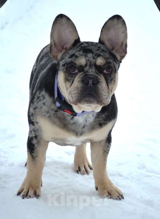Собаки в Москве: Мраморный подрощенный малыш Мальчик, 65 000 руб. - фото 2