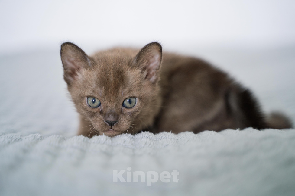 Кошки в Нижнем Новгороде: Котята европейской бурмы Разнополые, 45 000 руб. - фото 6