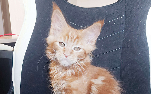 мейн-кун котёнок