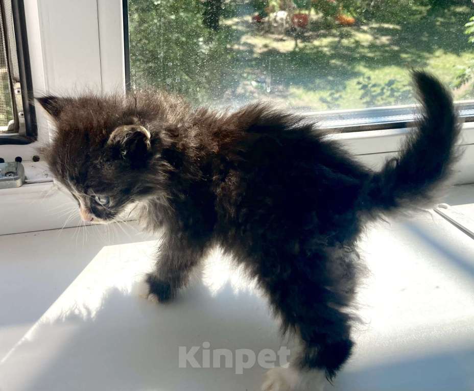 Кошки в Благовещенске: Котенок мальчик 1-1,5 месяца Мальчик, Бесплатно - фото 3