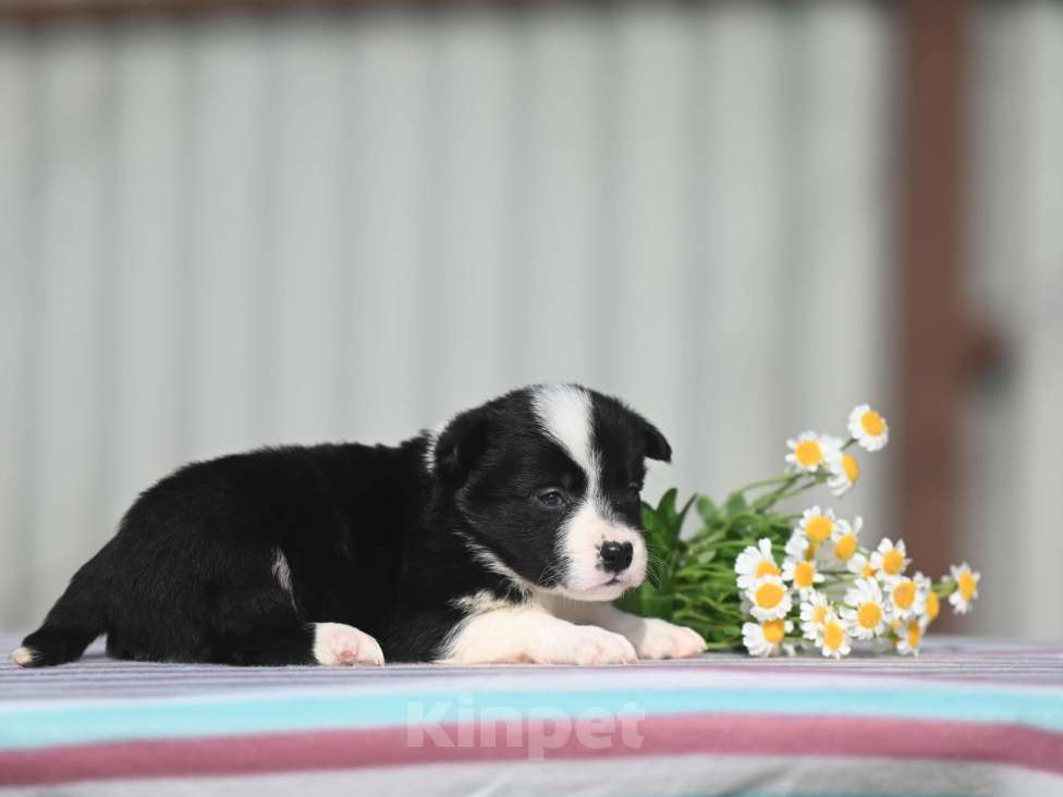 Собаки в Москве: Бордер-колли мальчик Мальчик, 45 000 руб. - фото 3