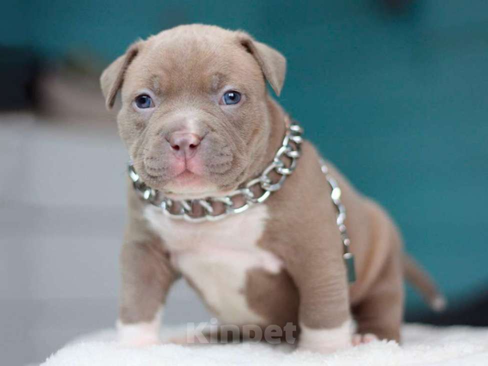 Собаки в Москве: Американский булли покет Девочка, 250 000 руб. - фото 3