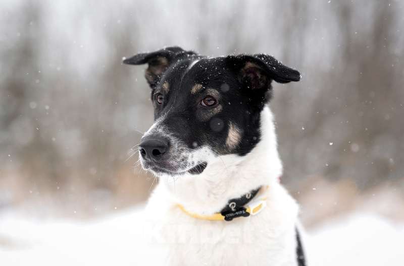 Собаки в Москве: Белый молодой пёс Стэн, приучен к квартире Мальчик, Бесплатно - фото 4