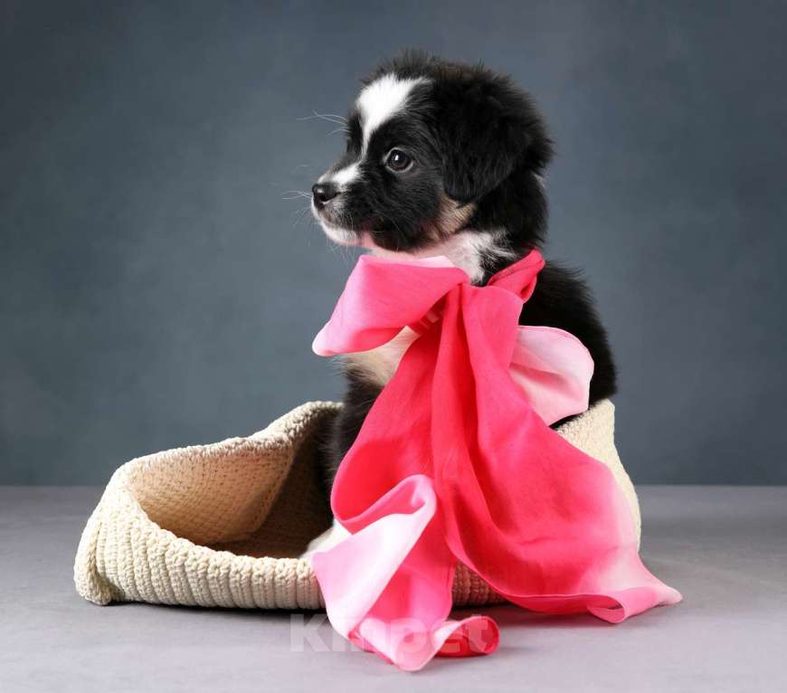 Собаки в Санкт-Петербурге: Щенок миниатюрной американской овчарки (мини аусси)- девочка Шамена Девочка, 80 000 руб. - фото 2