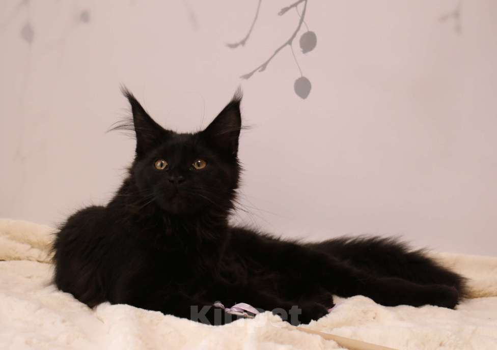 Кошки в Королеве: Кошка Помета А; Мейн Кун . Акура. Девочка, 40 000 руб. - фото 1