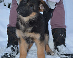 Собаки в Томске: Немецкая овчарка щенок Девочка, 55 000 руб. - фото 2