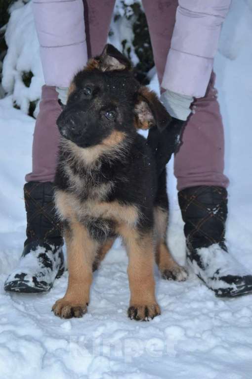 Собаки в Томске: Немецкая овчарка щенок Девочка, 55 000 руб. - фото 2