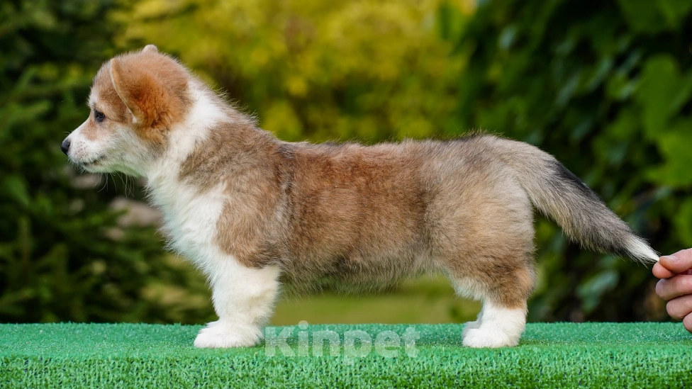 Собаки в Воронеже: Щенок вельш корги пемброк GABRIELLA DAISY Девочка, 50 000 руб. - фото 9