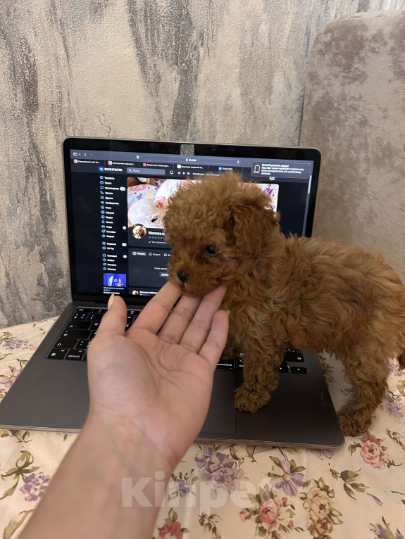 Собаки в Москве: Мальтипу микро Девочка, 110 000 руб. - фото 4