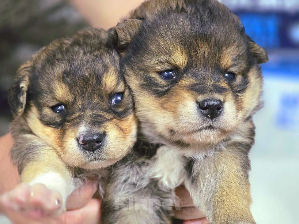 Собаки в Новосибирске: Щенок Толгат 1 мес. Доставим по Новосибирску и нсо.  Мальчик, Бесплатно - фото 3