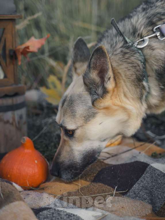 Собаки в Москве: Дрессированная овчарка в дар Девочка, Бесплатно - фото 7