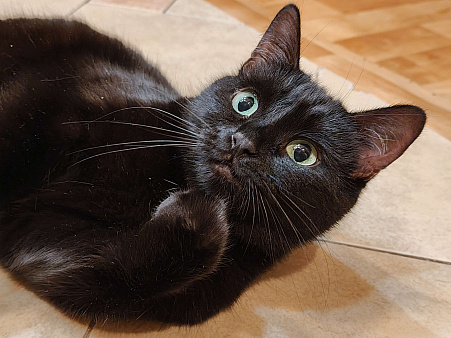 Багира - спокойная молодая кошка