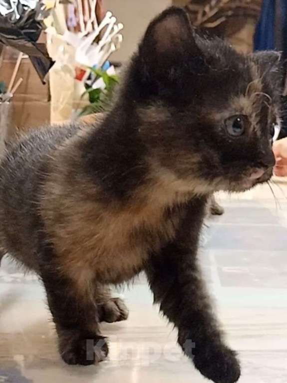 Кошки в Санкт-Петербурге: Монастырские котята Девочка, Бесплатно - фото 2