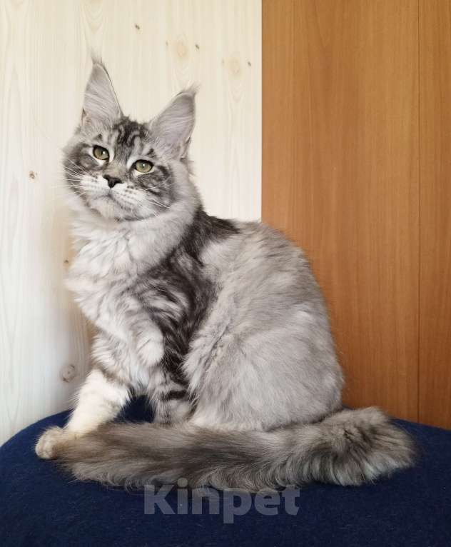 Кошки в Владимире: Кошечка мейн-кун Девочка, 50 000 руб. - фото 3