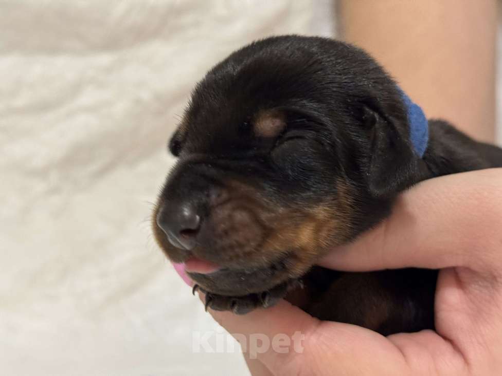 Собаки в Москве: Щенок добермана РКФ Мальчик, Бесплатно - фото 5