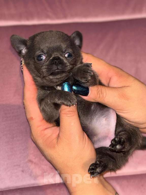 Собаки в других городах Московской области: Голубая мини г/ш девочка  Девочка, 50 000 руб. - фото 3